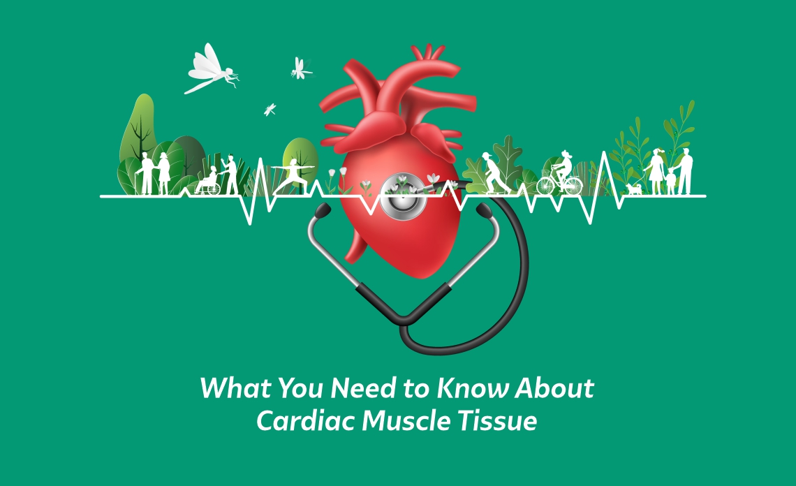 What You Need to Know About Cardiac Muscle Tissue